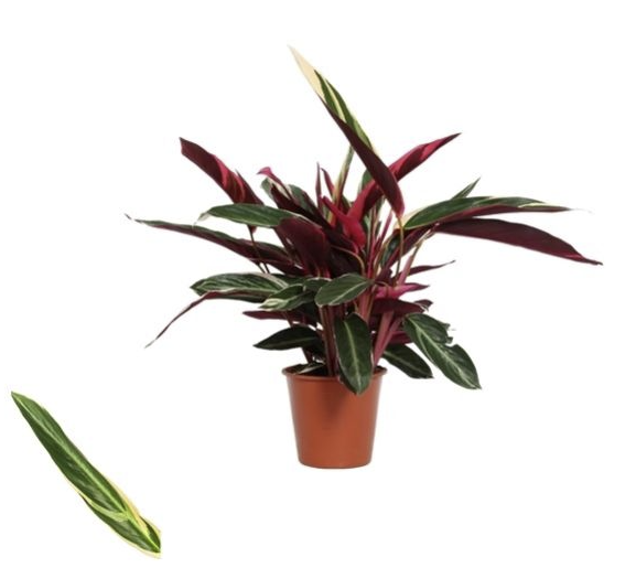 Calathea Triostar