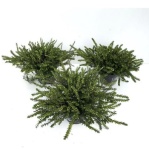 Bruyère (Erica) darleyensis