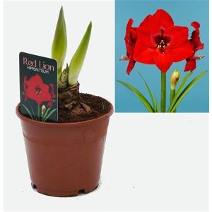 Amaryllis en pot