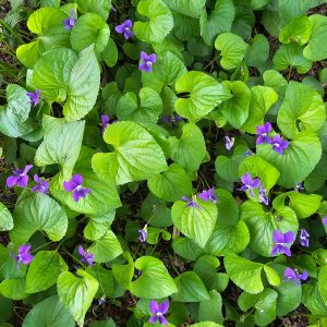 Viola odorata - Violette odorante