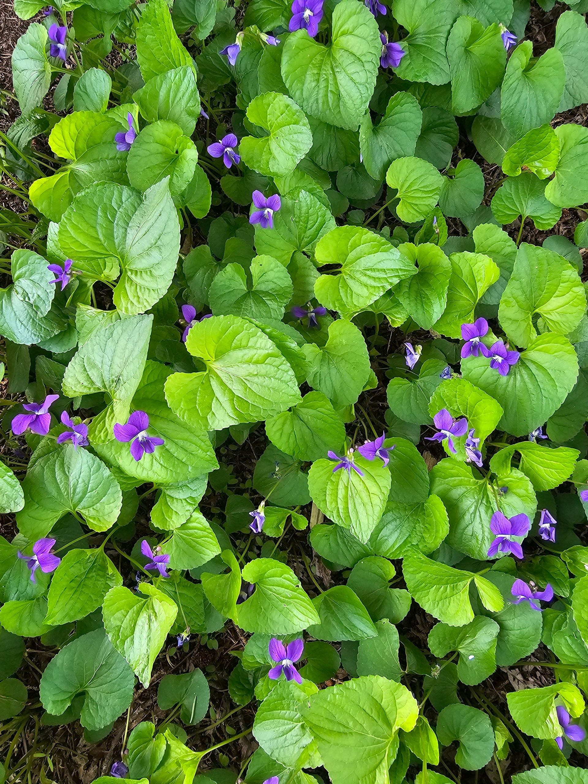 Viola odorata - Violette odorante