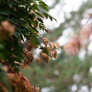 Savonnier - Koelreuteria paniculata