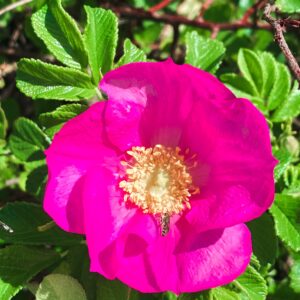 Rosa rugosa - Rosier rugueux