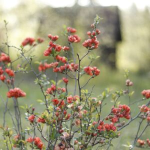 Chaenomeles speciosa - Cognassier ornemental en différents coloris