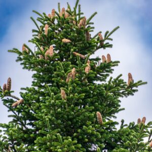 Abies alba "Pyramidalis" - Sapin blanc pyramidal