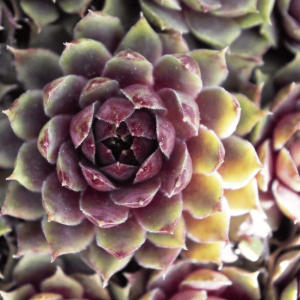 Sempervivum "Gold Nugget" - Joubarbe