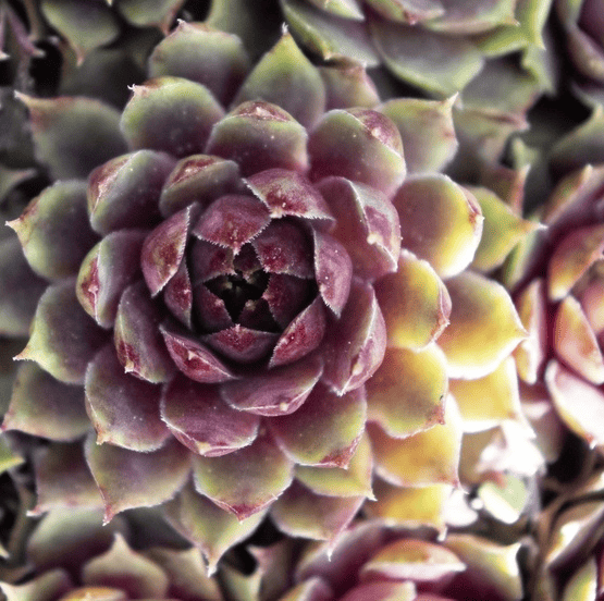 Sempervivum "Gold Nugget" - Joubarbe