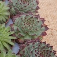 Sempervivum "Appletini" - Joubarbe