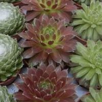 Sempervivum "Cinnamon Starburst" - Joubarbe