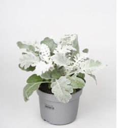 Cinéraire maritime - Senecio maritima