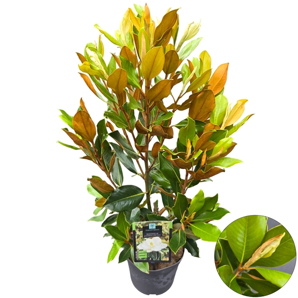 Magnolia grandiflora "Little Gem"